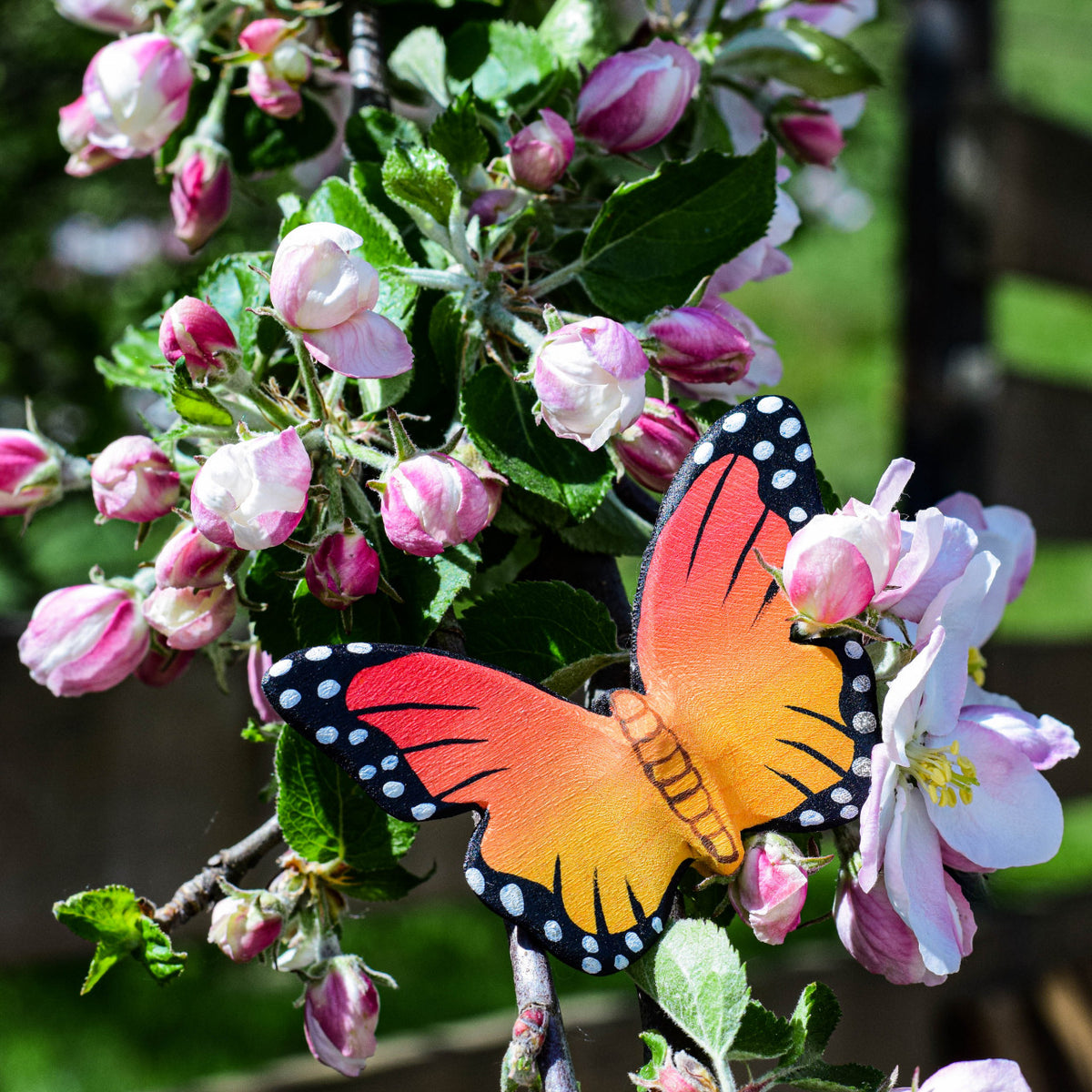 Sommerfugl